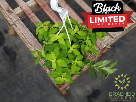 Lipstick plant Antares Hanging Basket