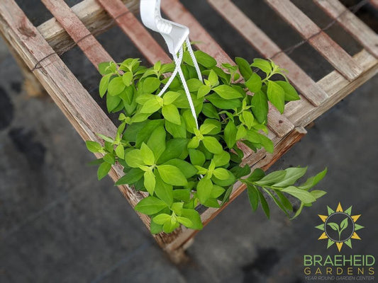 Lipstick plant Antares Hanging Basket
