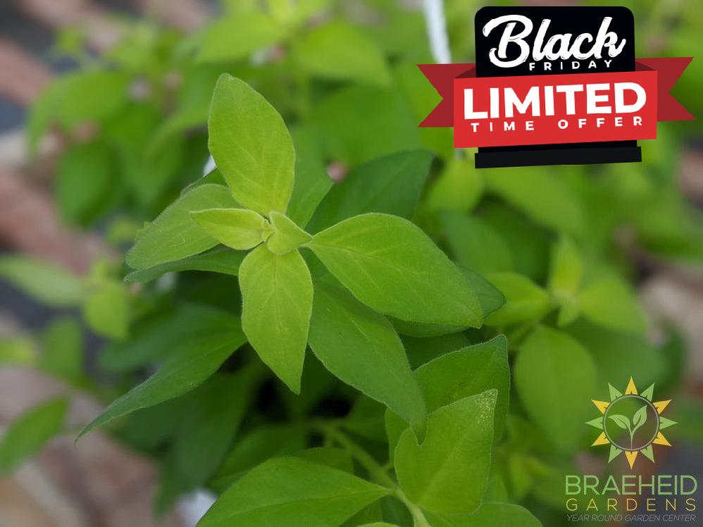 Lipstick plant Antares Hanging Basket