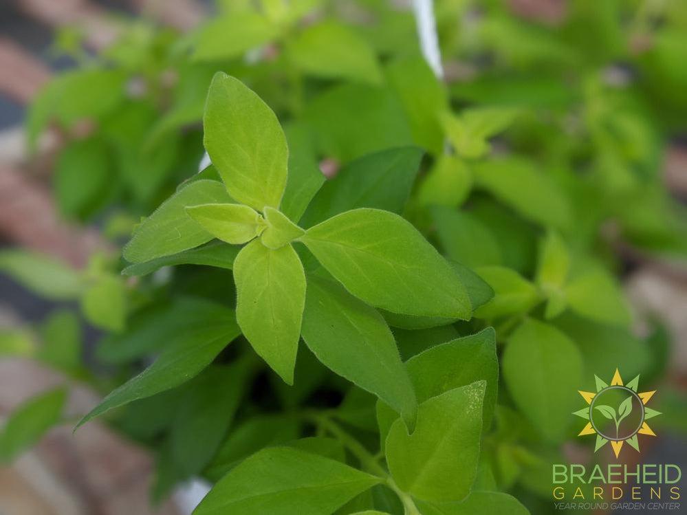 Lipstick plant Antares Hanging Basket
