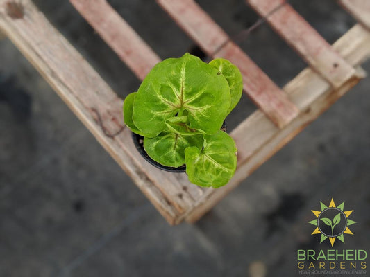 Syngonium Podophyllum