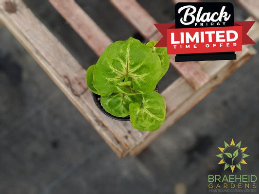 Syngonium Podophyllum