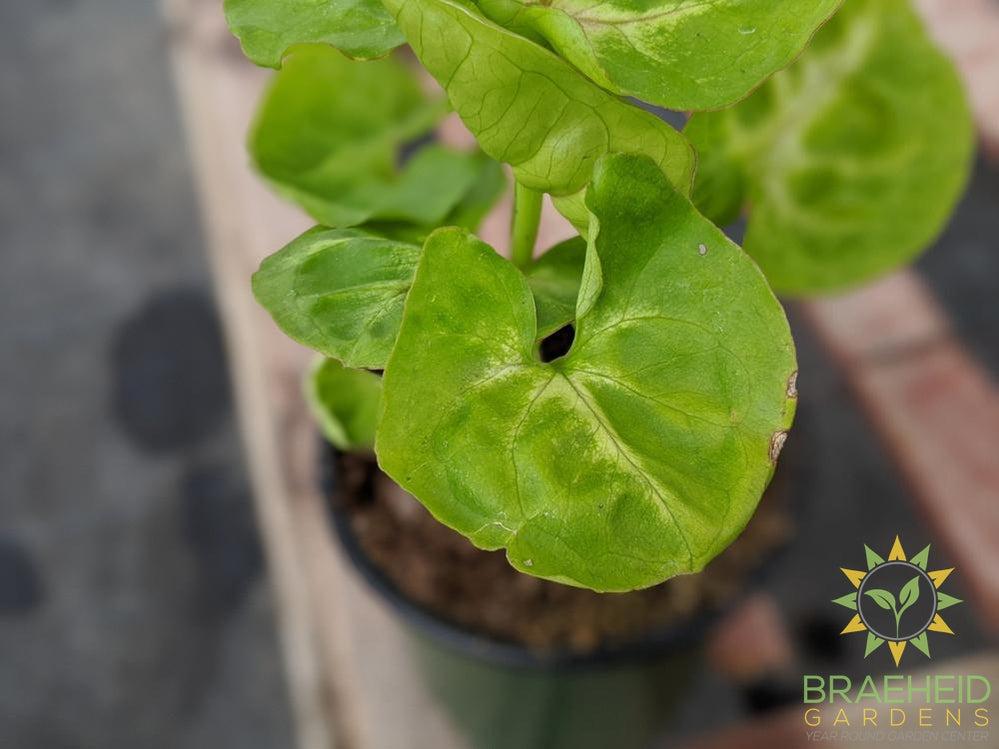 Syngonium Podophyllum