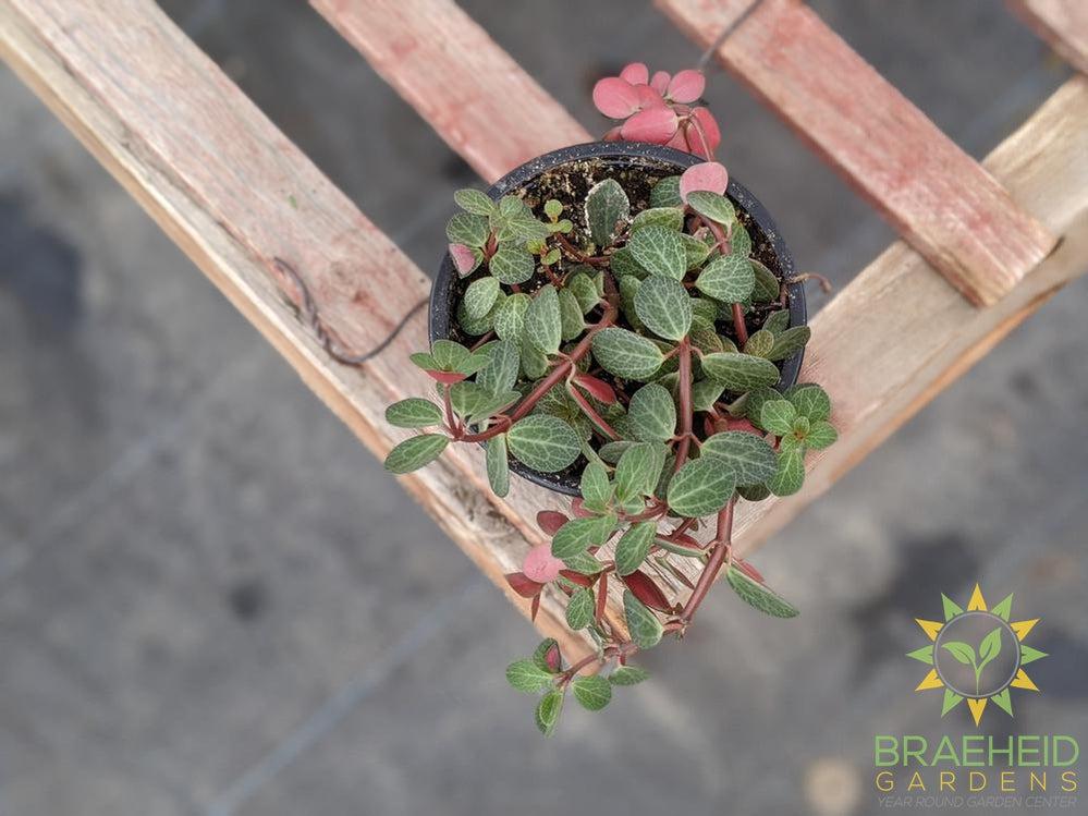Peperomia Rubella