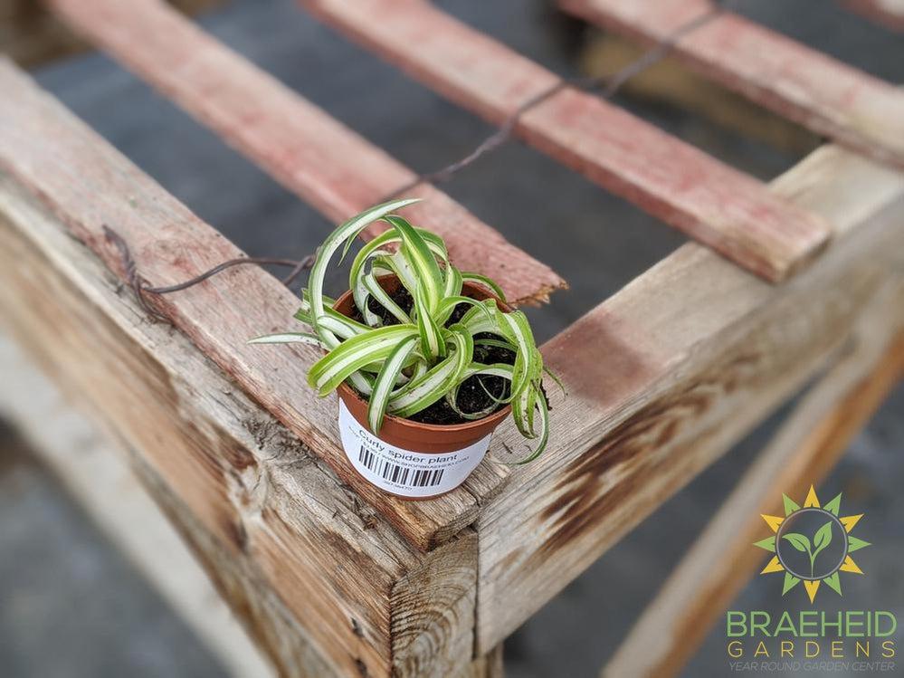 Curly spider plant