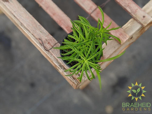 Peperomia ferreyrae - Happy Bean