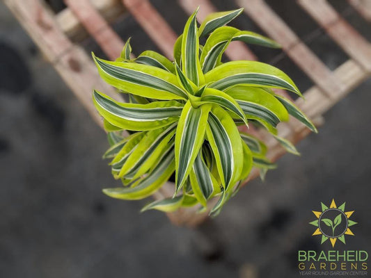 Dracaena Lemon Surprise