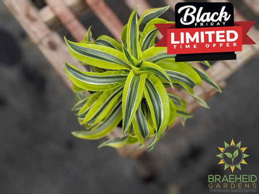 Dracaena Lemon Surprise