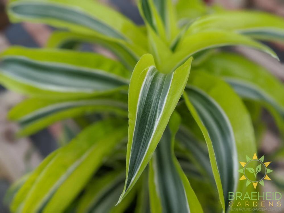 Dracaena Lemon Surprise