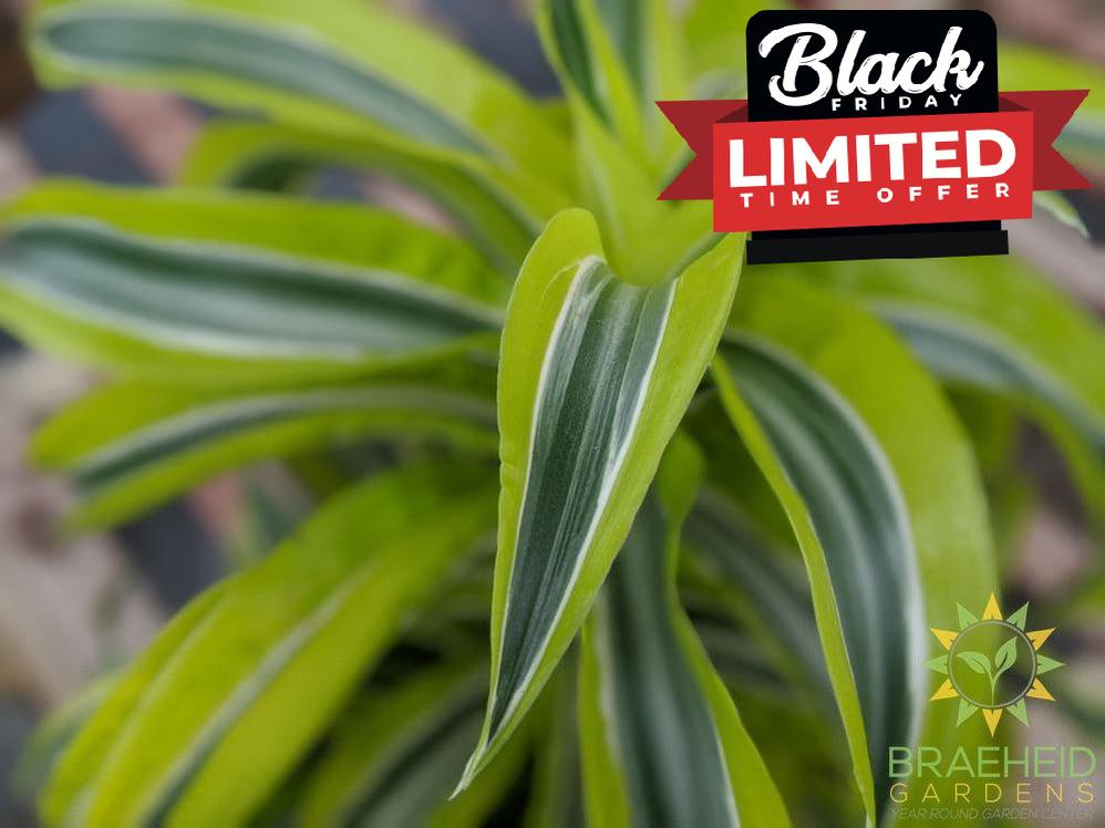 Dracaena Lemon Surprise