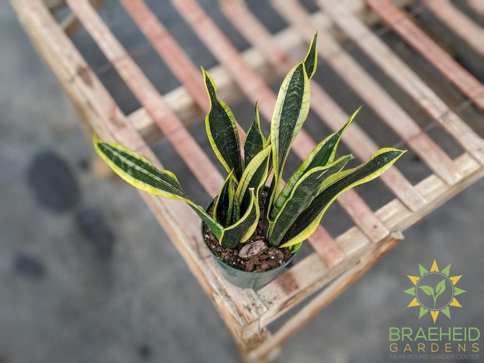 Sansevieria Blackgold