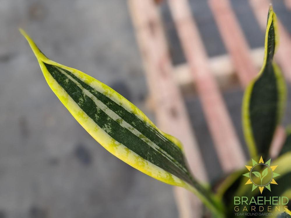 Sansevieria Blackgold
