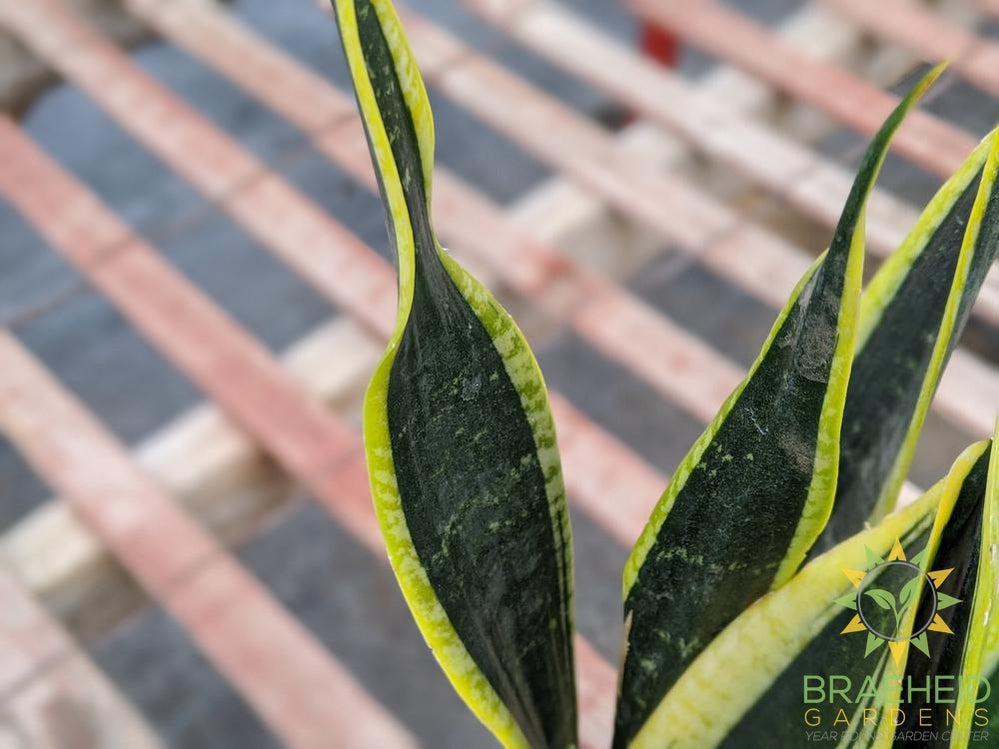 Sansevieria Blackgold