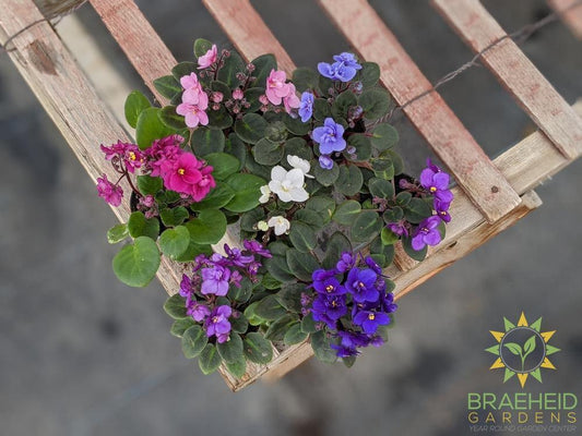 Mini African Violets