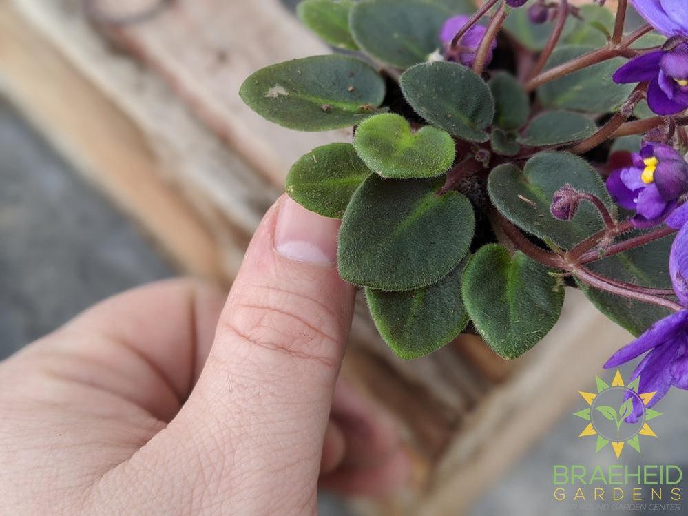 Mini African Violets