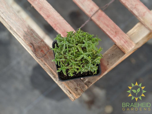 Herb Winter Savory - NO SHIP -