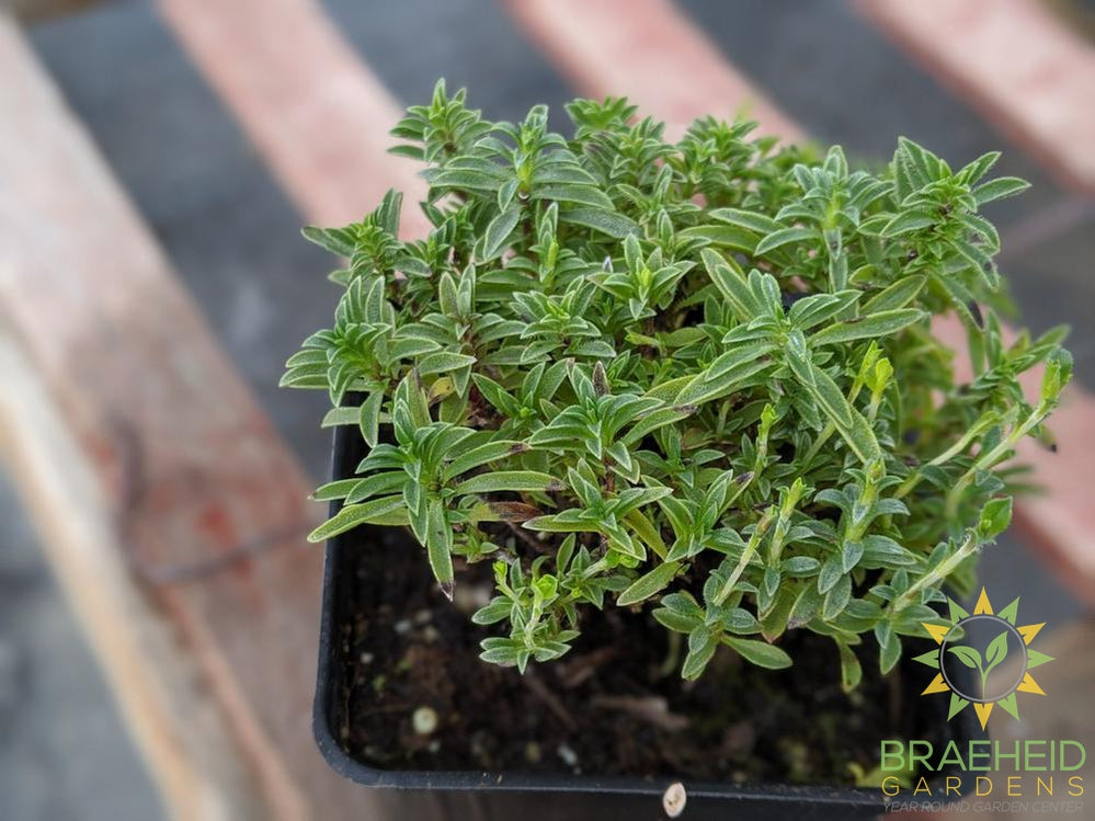 Herb Winter Savory - NO SHIP -