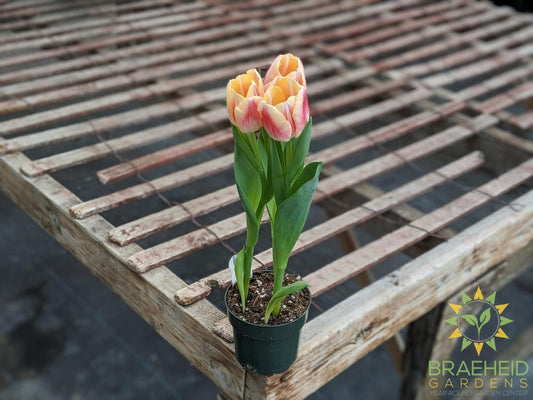 Tulips - Assorted colors