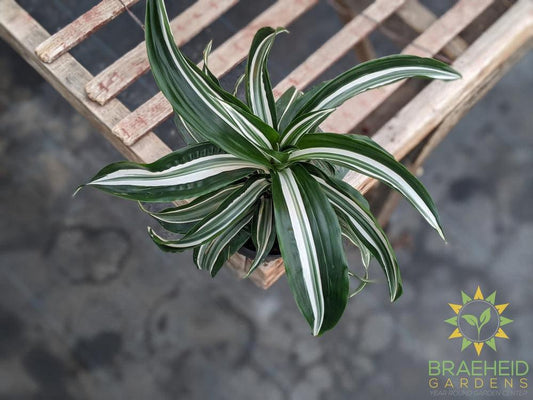 Dracaena Jade jewel - Dracaena Fragans