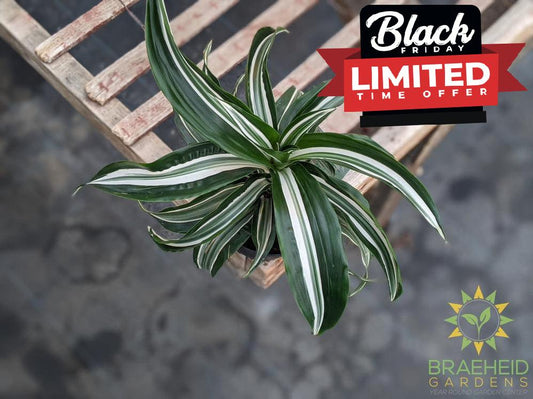 Dracaena Jade jewel - Dracaena Fragans