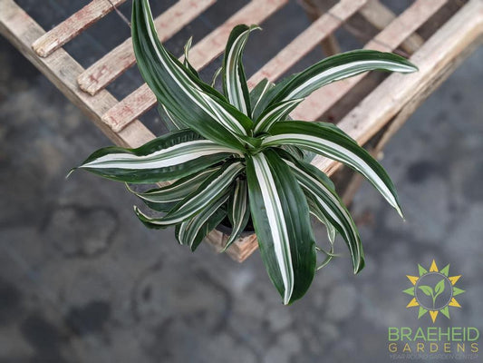 Dracaena Jade jewel - Dracaena Fragans