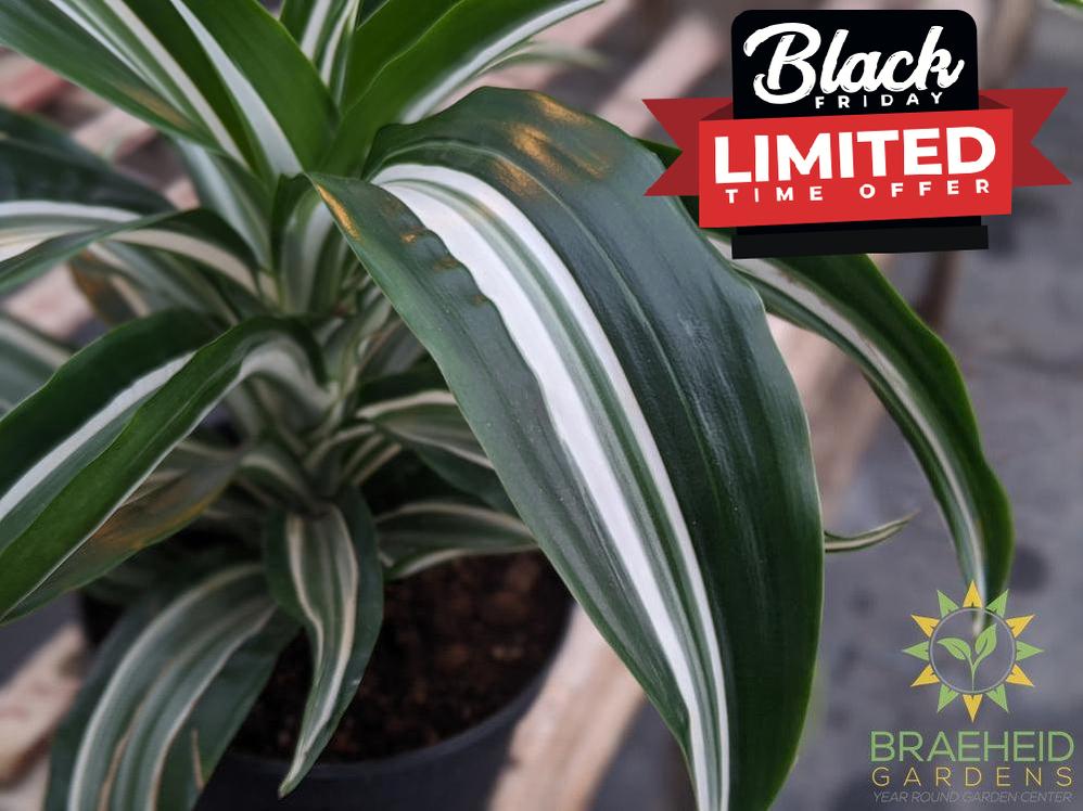 Dracaena Jade jewel - Dracaena Fragans