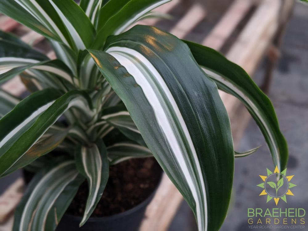 Dracaena Jade jewel - Dracaena Fragans