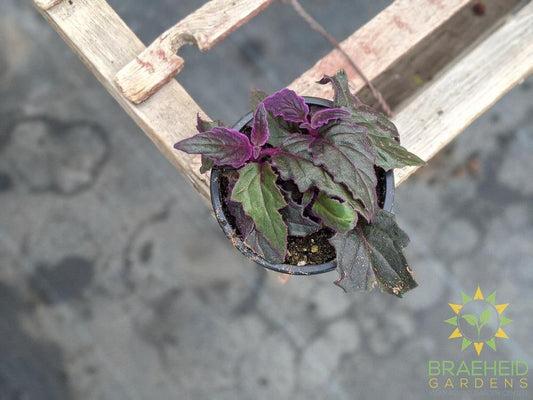 Purple Passion Gynura aurantiaca