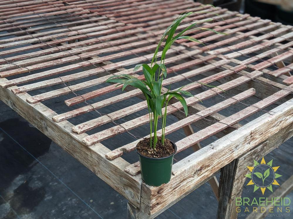 Areca Palm