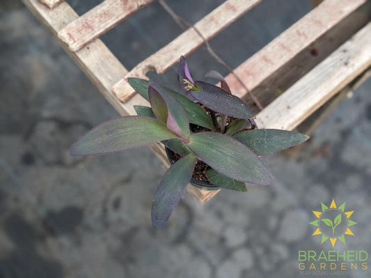 Purple Heart - Tradescantia Pallida