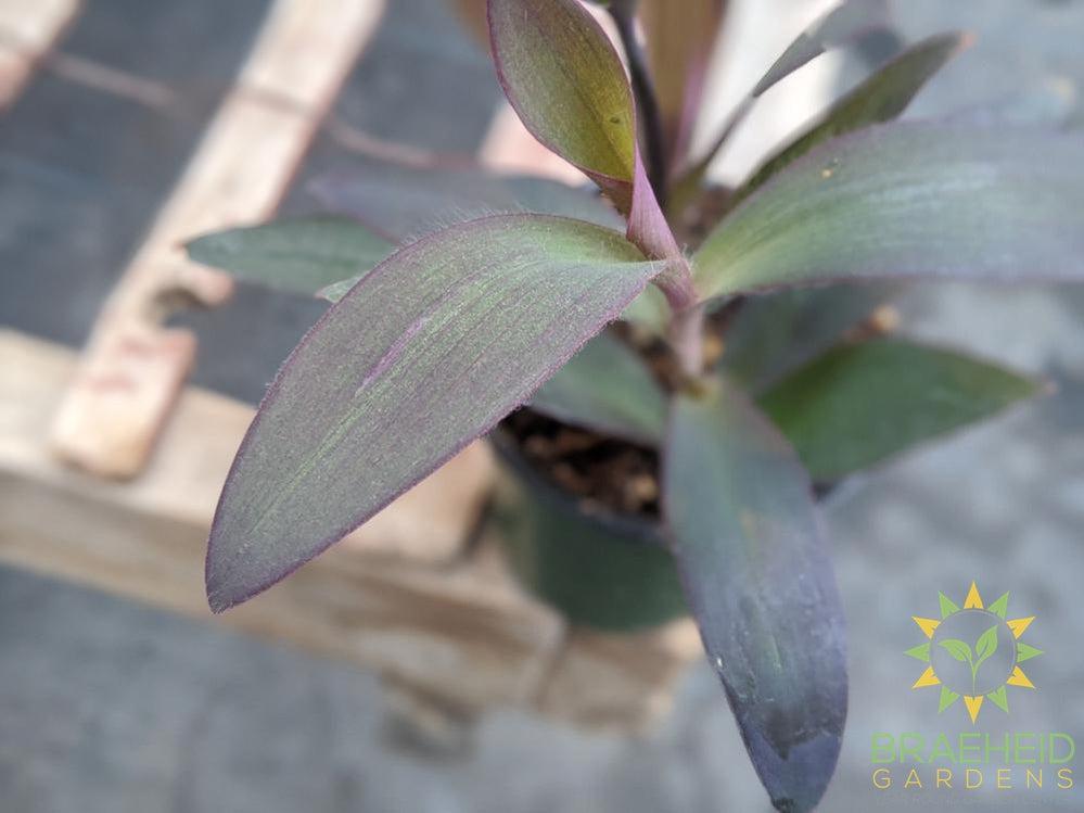 Purple Heart - Tradescantia Pallida