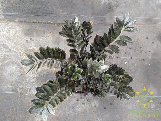 Large Black Raven ZZ - NO SHIP