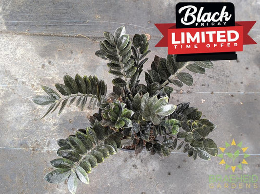 Large Black Raven ZZ - NO SHIP