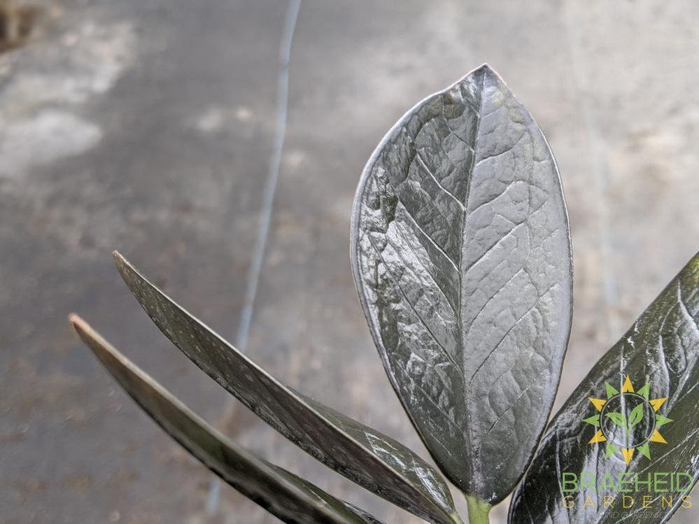 Large Black Raven ZZ - NO SHIP