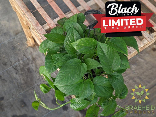 Order Jade Pothos in Canada