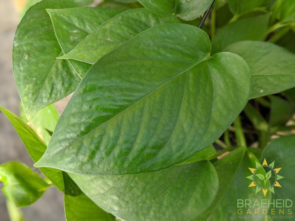 Jade Pothos Leaf shape