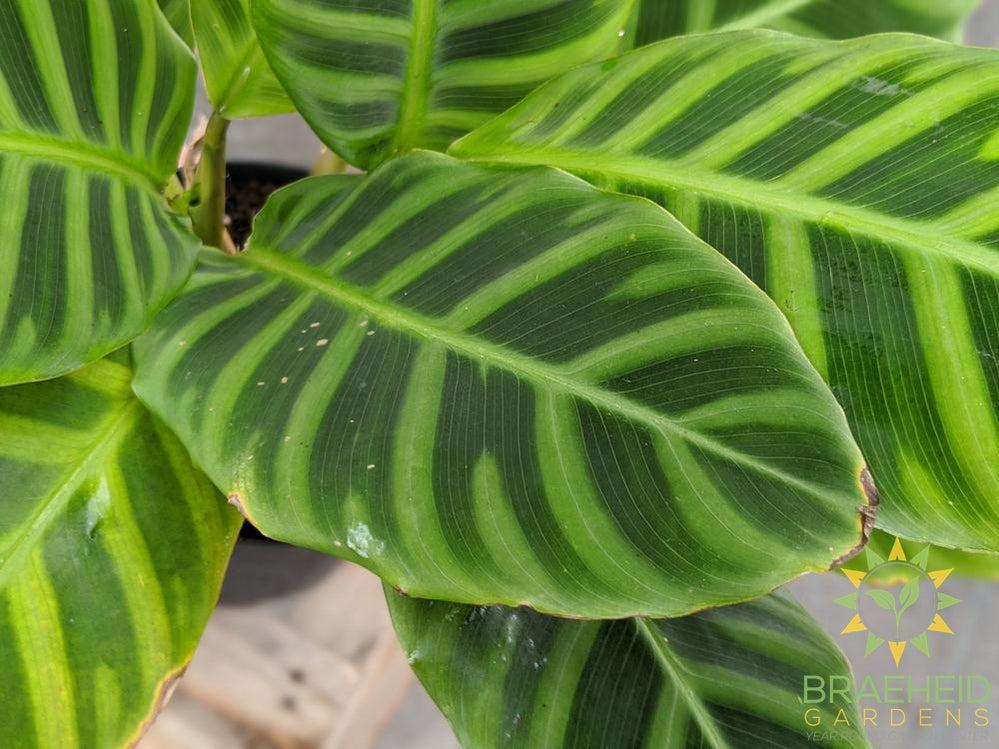 Calathea Zebrina