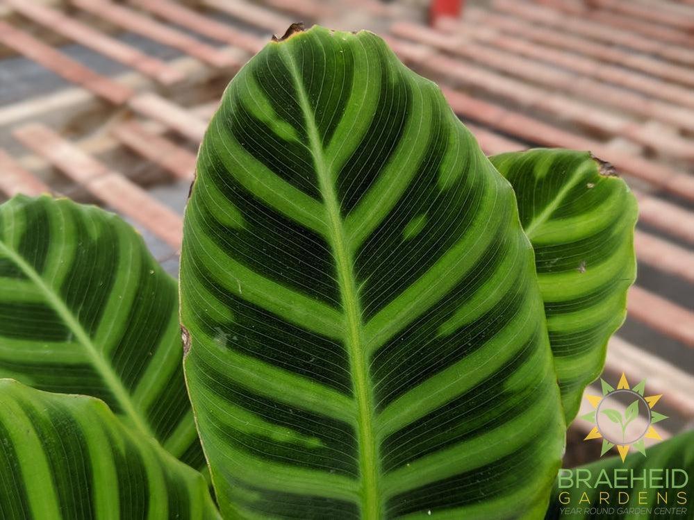 Calathea Zebrina