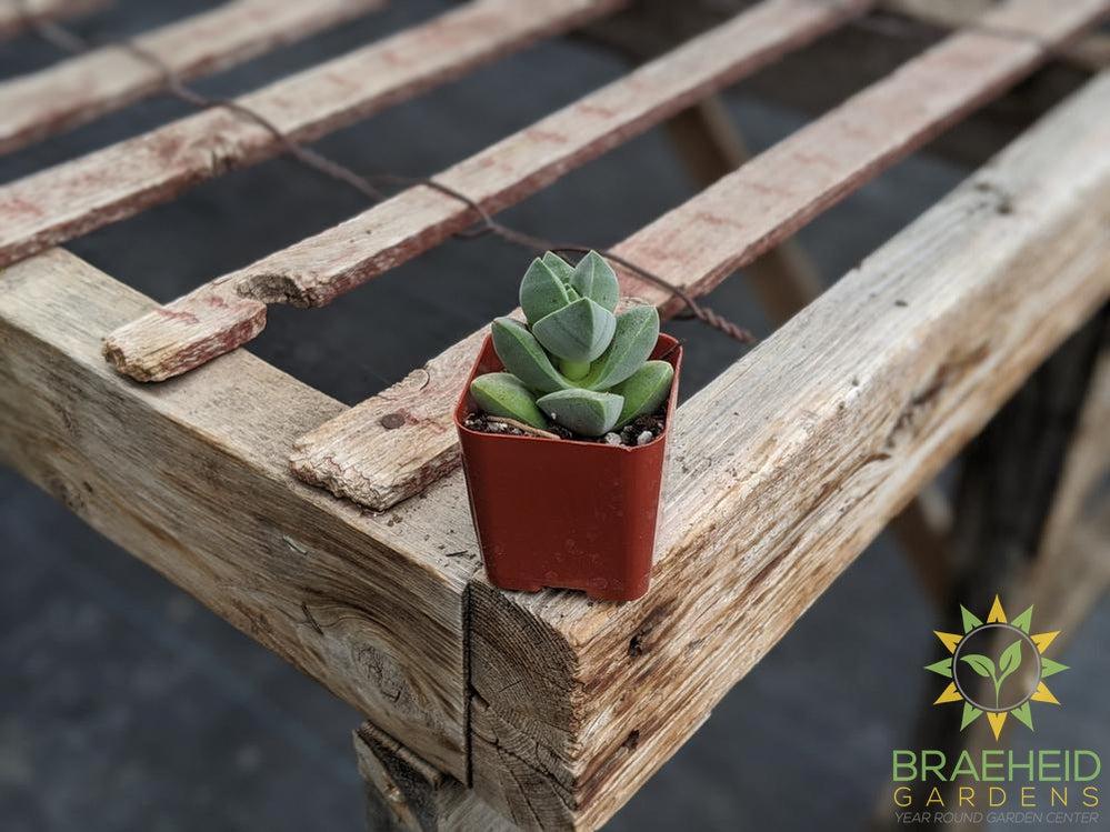 Crassula Moonglow