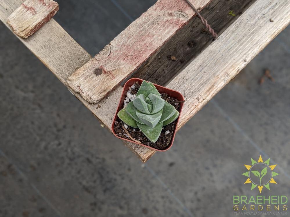Crassula Moonglow