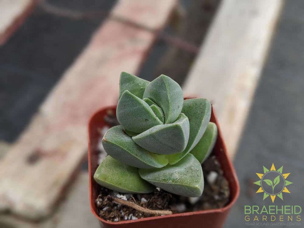 Crassula Moonglow