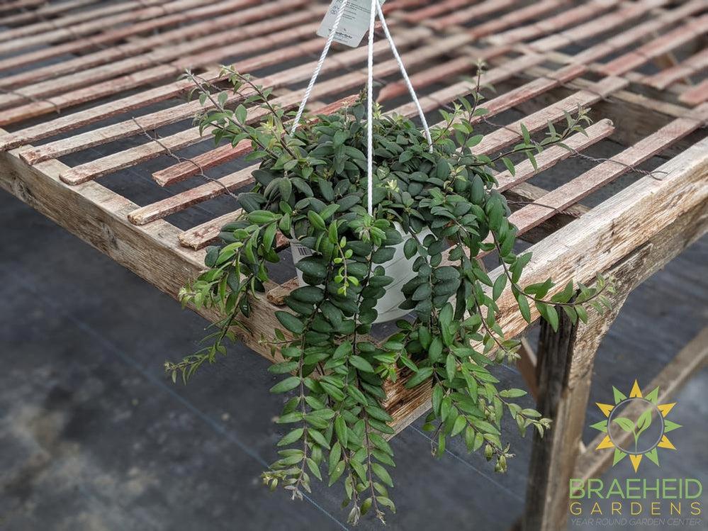 Myra Lipstick Hanging basket