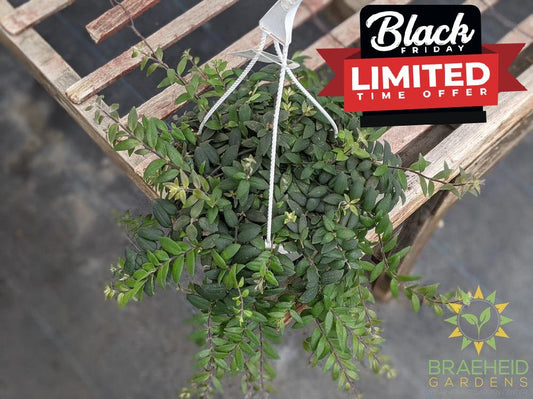 Myra Lipstick Hanging basket