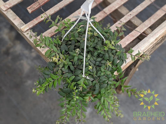 Myra Lipstick Hanging basket