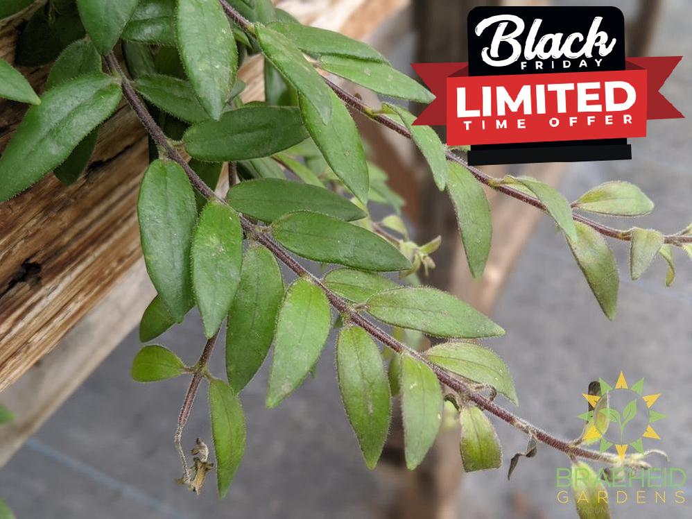 Myra Lipstick Hanging basket