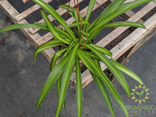 Hawaiian Spider Plant Hanging Basket