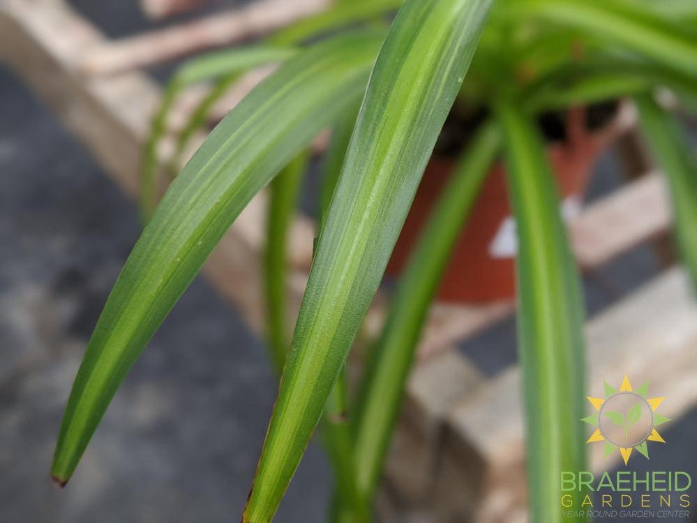 Hawaiian Spider Plant Hanging Basket