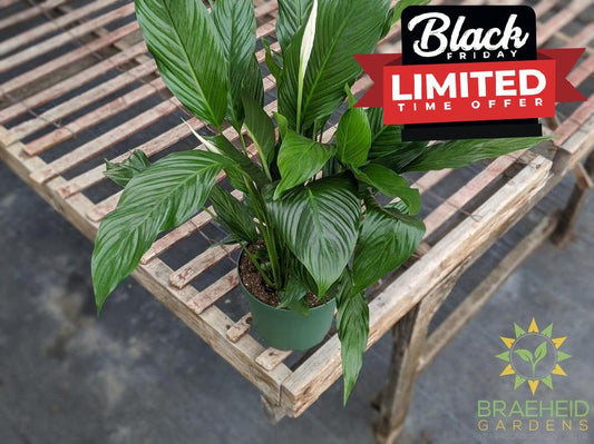 Large Peace Lily Compacto - NO SHIP