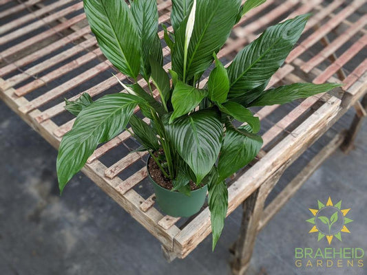 Large Peace Lily Compacto - NO SHIP