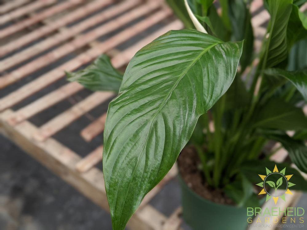 Large Peace Lily Compacto - NO SHIP
